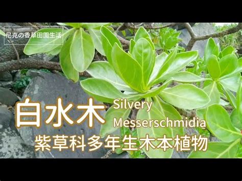 白水木高壓法